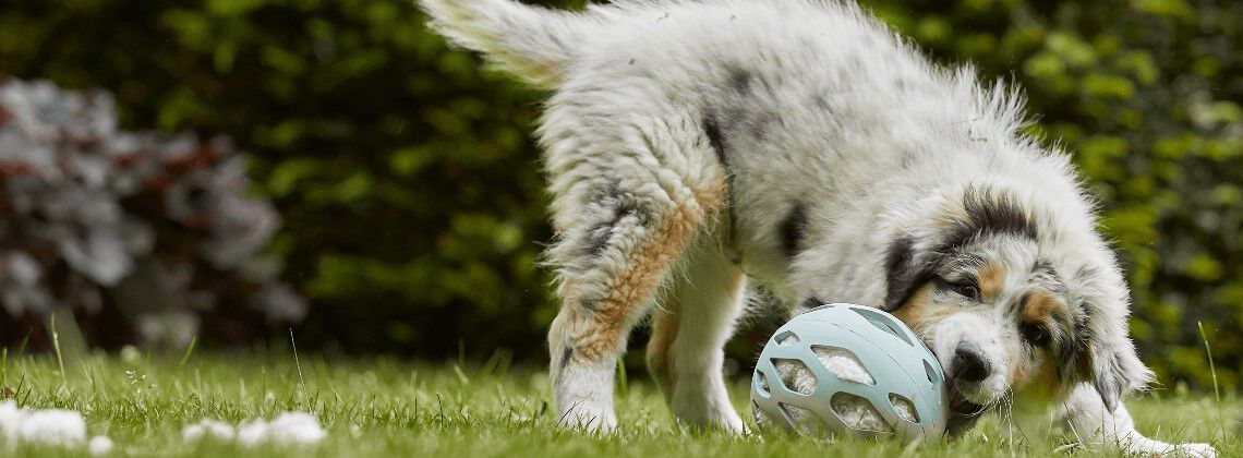 8 tips om je tuin puppyproof te maken 8 tips om je tuin puppyproof te maken